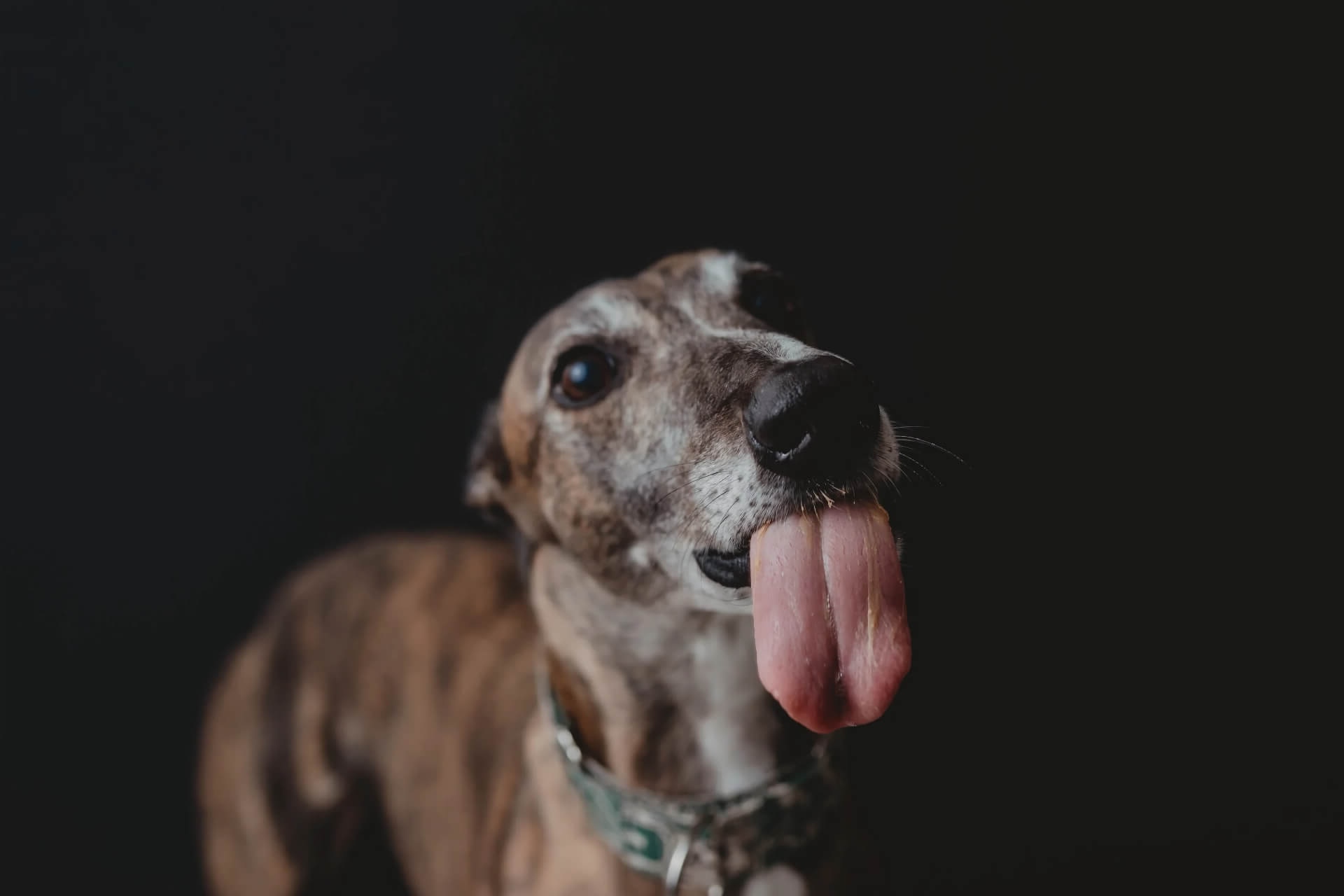 Kalamazoo Veterinarian Mobile Slider