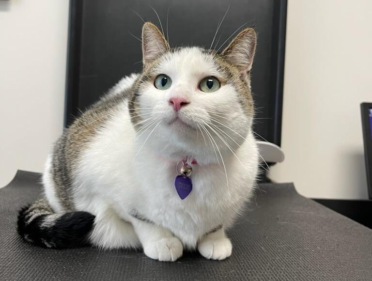 White and tabby cat with a purple ID tag sitting on an exam table during a veterinary wellness visit in Kalamazoo