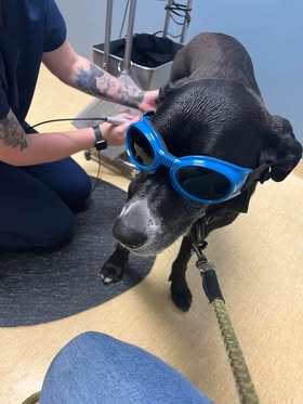 Black dog wearing protective goggles during a laser therapy treatment at a veterinary diagnostics appointment in Kalamazoo