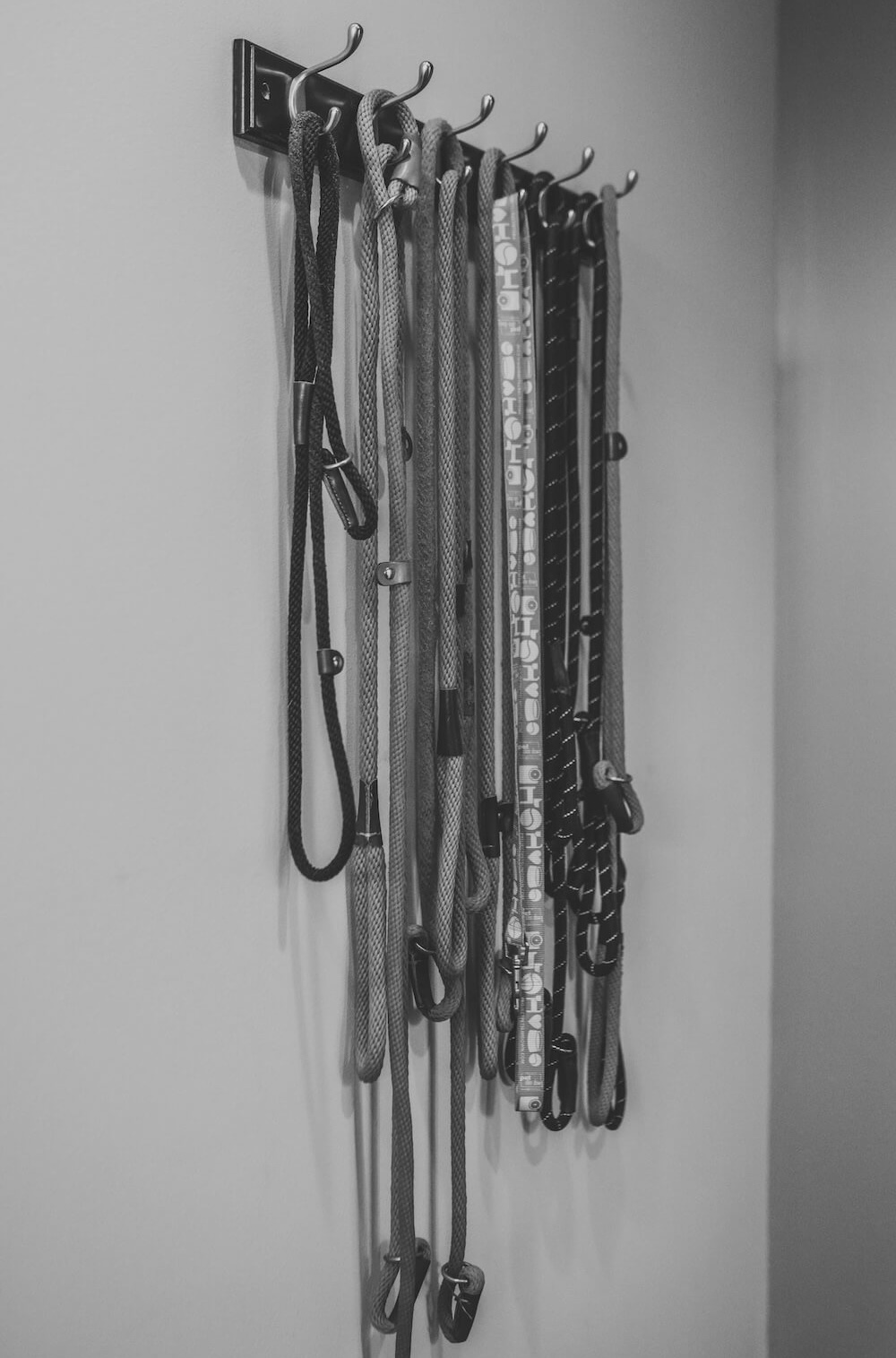 Collection of dog leashes hanging on a wall rack inside a veterinary clinic in Kalamazoo