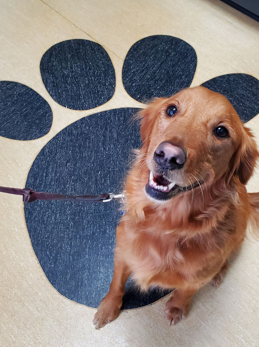 Happy golden retriever on a leash sitting on a paw print floor design at a veterinary clinic offering dog services in Kalamazoo