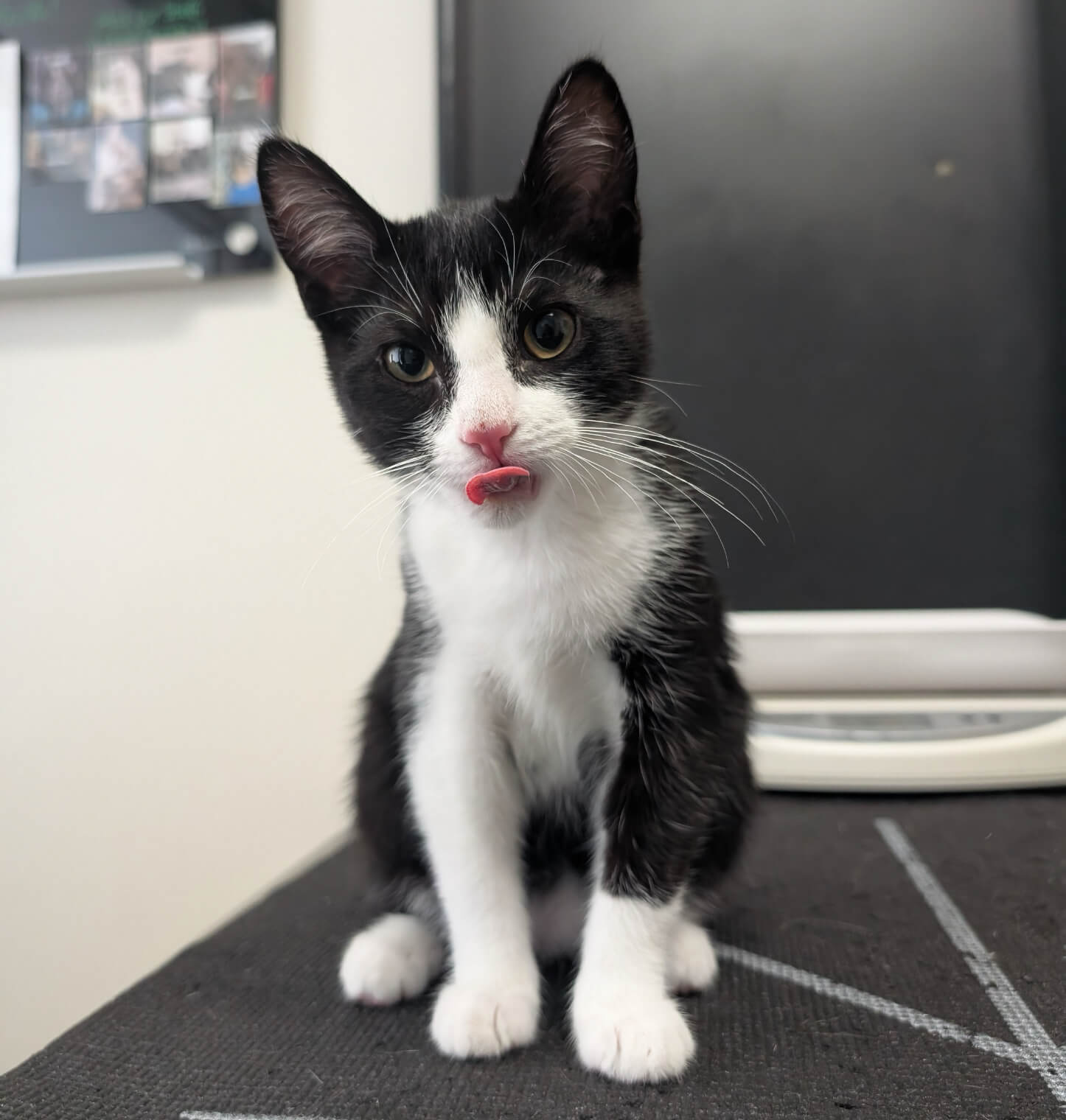 Adorable tuxedo kitten sitting on an exam table at a veterinary clinic offering cat services in Kalamazoo