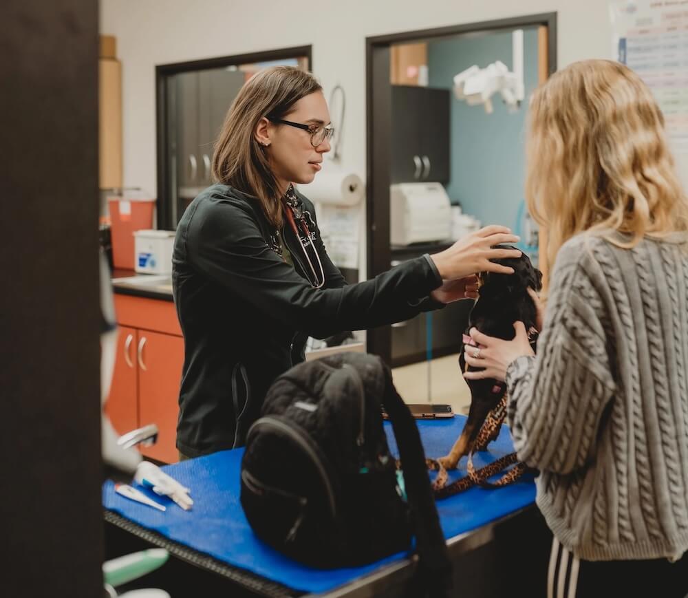 Veterinarian examining a small dog's mouth during a dental care appointment with pet owner in Kalamazoo